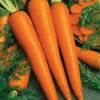 Fresh Carrot