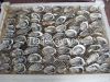 Frozen Half-Shell Oyster