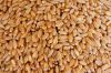 Wheat Grains