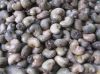 Cashew Nut