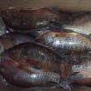 Frozen Tilapia WR IQF 