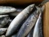 Frozen Pacific Mackerel