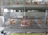 poultry cage for broiler