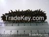 Dry Sea Cucumber, FRES...