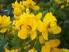 Cassia Auriculata Flower