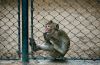  highway fence, railway fence, highway fence, fence facilities, interiorÂ decoration fence, raising chickensfence, ducks fence, geese fence, rabbits fence, zoo fence