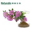 Red Clover Extract