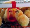 Baby chick cage & pullet cages for sell