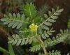 Tribulus terrestries e...