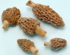 Frozen Morel