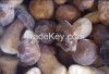 Frozen boletus edulis ...