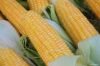 Brazil Yellow Corns 2#...