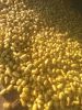 Fresh Potatoes (High Q...