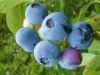 Europe Bilberry extract