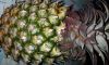 Pineapples