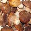 sell Boletus edulis