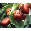 sell Chinese date/winter jujube