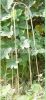 Bamboo stakes u shape