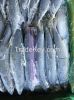 Frozen Sardine, Pacifi...