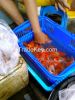 gold fish for export