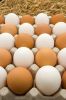 Fresh Table Eggs