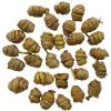 Dendrobium Extract, Ma...