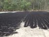 coconut shell charcoal
