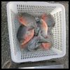 Pomfret-Red (Colossoma Brachypomum)