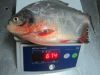 Pomfret-Red (Colossoma Brachypomum)