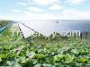 Solar Plants In The Mu...