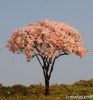 model tree