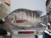 Whole Round Tilapia