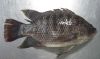 Whole Round Tilapia