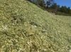 delicious corn silage