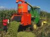 delicious corn silage