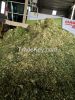 corn silage