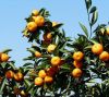 Agriculture sugar nanf...