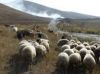 live sheep