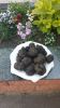 Fresh Black Truffle selected HIGH QUALITY by KING TRUFFLE