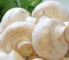button mushrooms