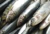 Fresh Sardines (MSC ce...
