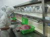 Frozen Tilapia whole r...