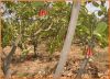 Cashew Nuts for sale-T...