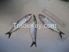 SARDINE 