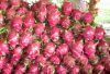 Fresh Dragon fruit