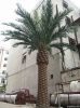 Artificial Date palm tree