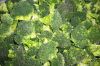 IQF Frozen Broccoli Fl...