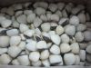 Clams shell on boiled/...