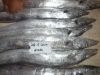 Frozen Ribbon Fish Who...