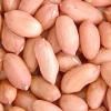 Chinese Peanut